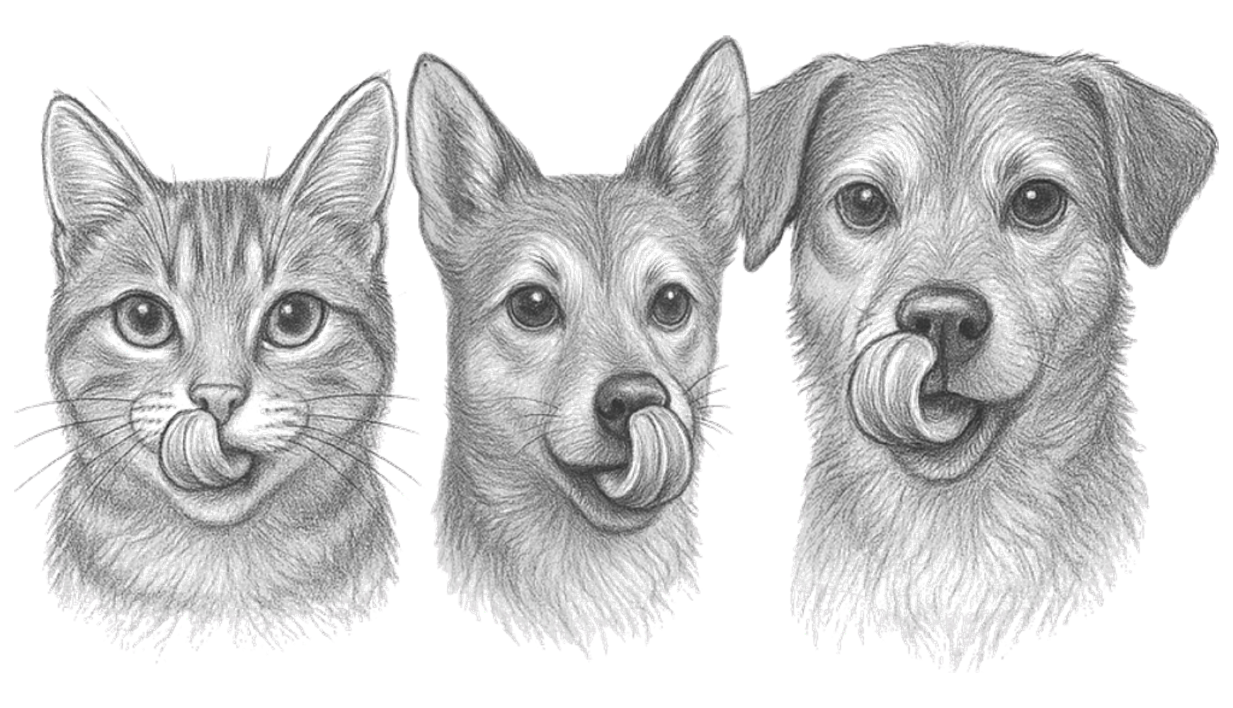 Chat, petit chien et grand chien dessinés au crayon
